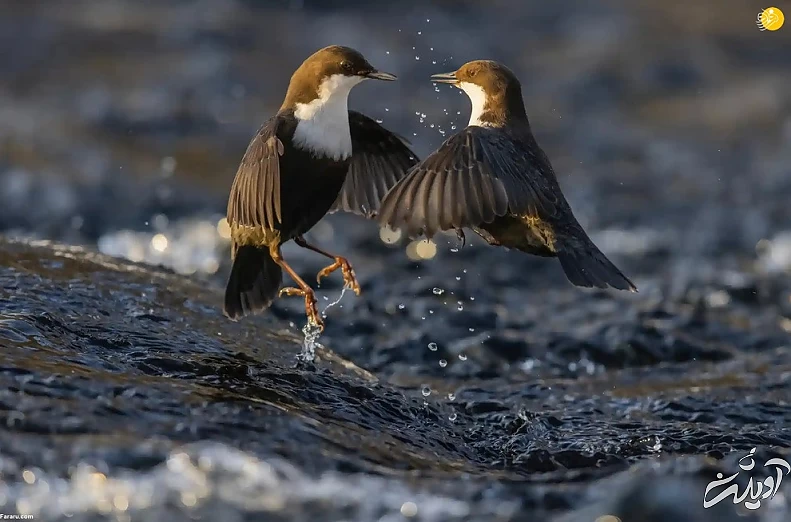 تصاویر تحسین شده مسابقه عکاسی حیات وحش ۲۰۲۲